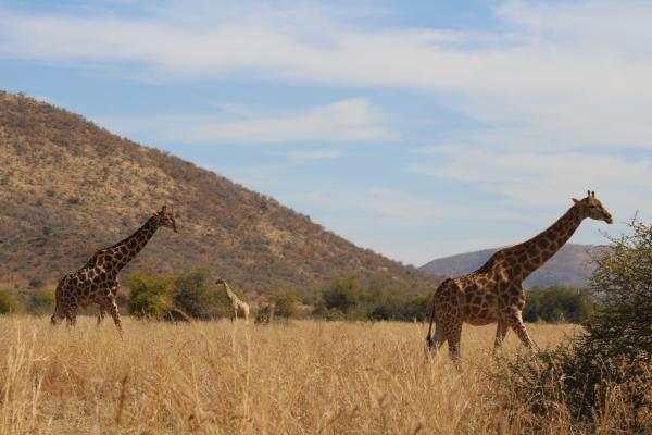 Pilanesberg Nature Reserve JC