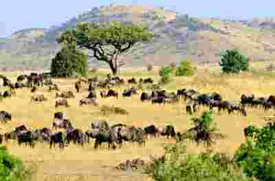 Kenya & Tanzanie - du Mara au Serengeti