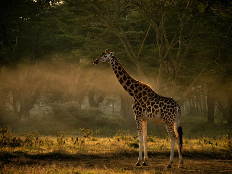 Kenya confidentiel & plages de l’océan Indien, 12 jours Kenya confidentiel & plages de l’océan Indien, 12 jours