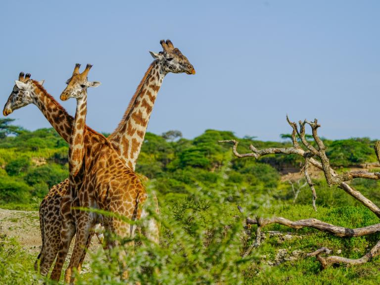 Safari & Zanzibar – 8 jours Safari & Zanzibar – 8 jours