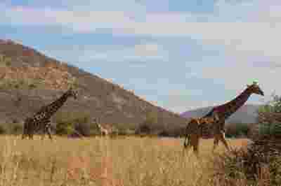 Pilanesberg Nature Reserve JC