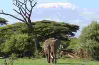 Kenya & Tanzania - d’Amboseli au Ngorongoro