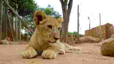 Lion and Safari Park (demi-journée)