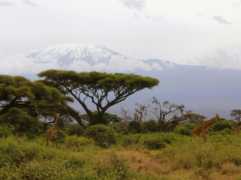 Du Kilimanjaro au Serengeti – 8 jours Du Kilimanjaro au Serengeti – 8 jours