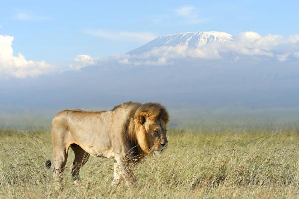 Kenya - Punda Milia 